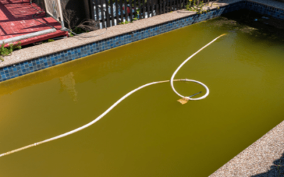 The types of algae and how do I treat my pool if affected?