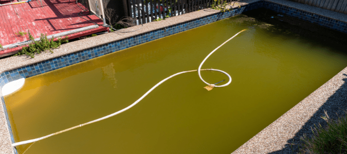 The types of algae and how do I treat my pool if affected?